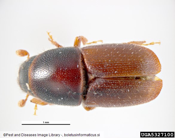 hrastov beljavar (<i>Scolytus intricatus</i>)