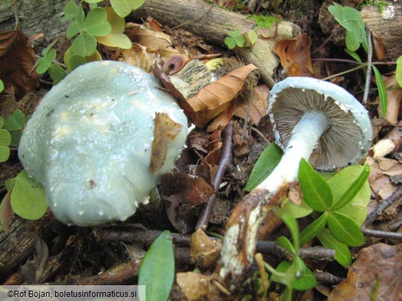 Stropharia aeruginosa