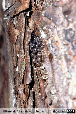 smrekov prelec (<i>Lymantria monacha</i>) na <i>Pinus sylvestris</i>