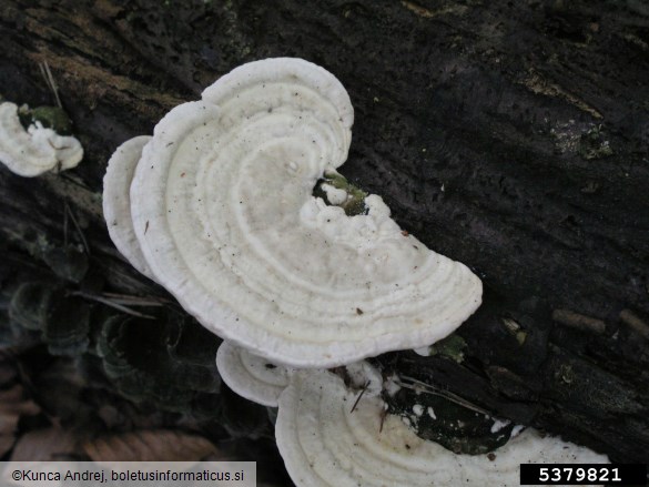 grbasta ploskocevka (<i>Trametes gibbosa</i>) na <i>Carpinus betulus</i>