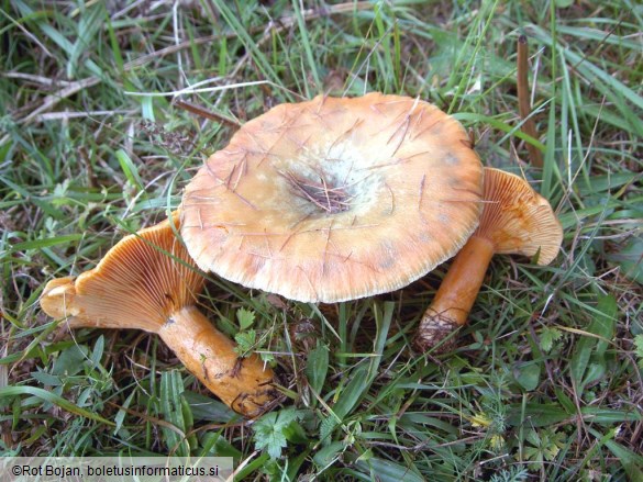 Lactarius deterrimus