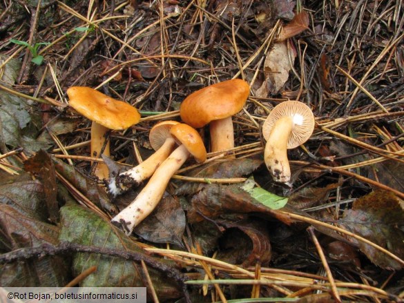 Lactarius aurantiacus