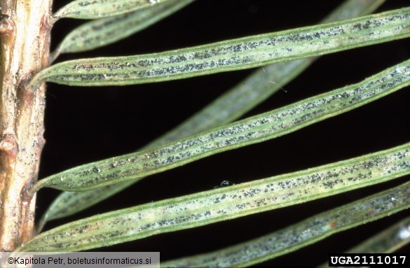 sajasti osip duglazije (<i>Phaeocryptopus gaeumannii</i>) na <i>Pseudotsuga menziesii</i>