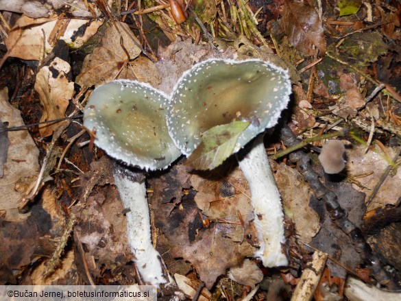 Stropharia aeruginosa