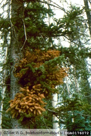 Smrekov metličasti rak