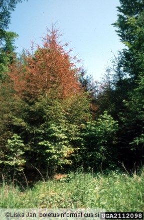 uleknjenost lubja na duglaziji (<i>Phacidium coniferarum</i>) na <i>Pseudotsuga menziesii</i>