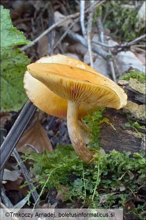 Gymnopilus penetrans