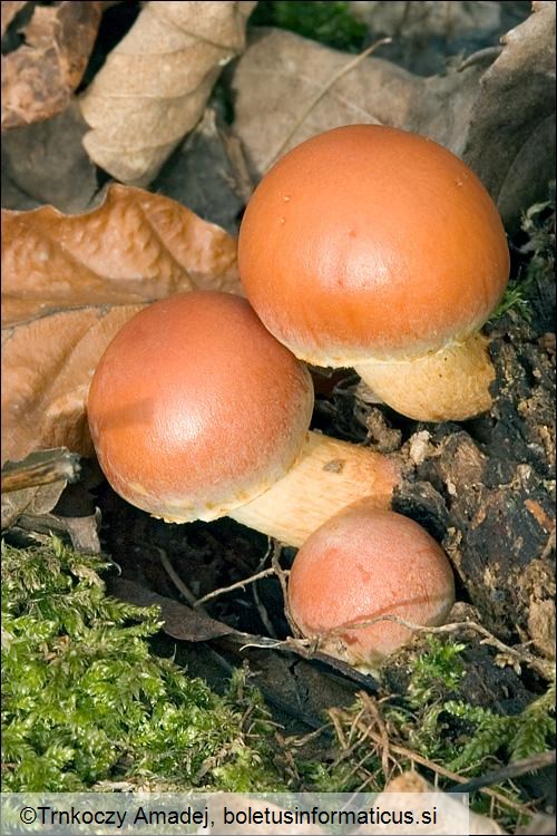 Hypholoma lateritium