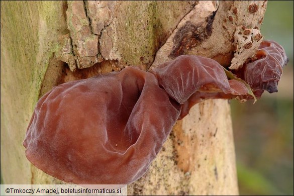 Auricularia auricula-judae