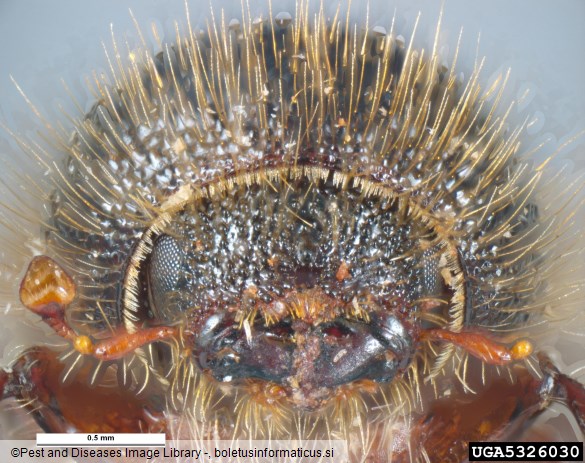 osmerozobi smrekov lubadar ali knaver (<i>Ips typographus</i>)