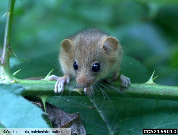 navadna belonoga miš (<i>Apodemus sylvaticus</i>) na <i>Rubus hirtus</i>