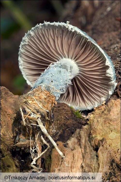 Stropharia aeruginosa