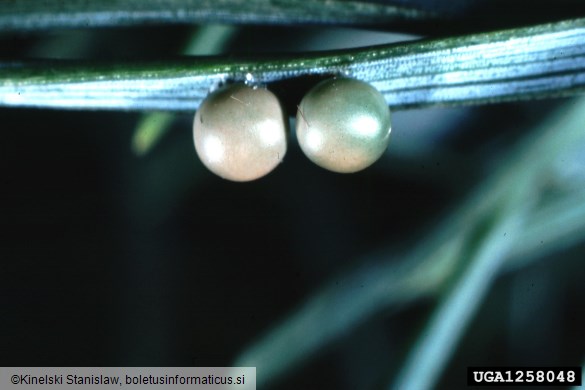borov veščec (<i>Dendrolimus pini</i>)