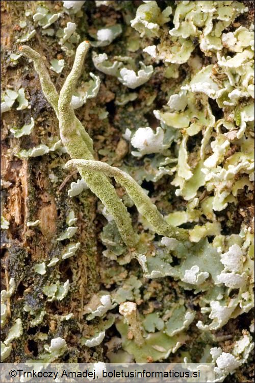 Cladonia coniocraea