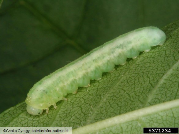 jesenova črna listna osa (<i>Tomostethus nigritus</i>)