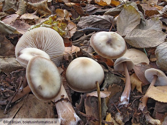 Collybia butyracea var. asema