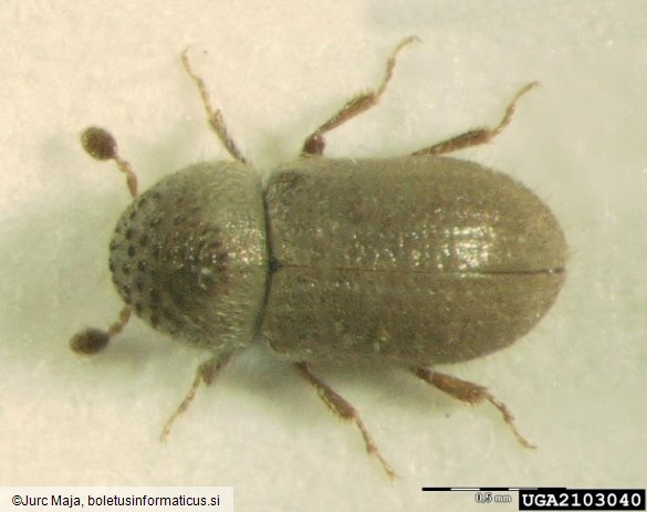 zrnati jelov lubadar, mali jelov lubadar (<i>Cryphalus piceae</i>)