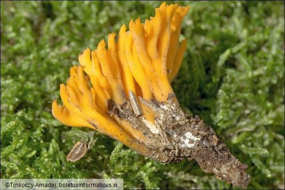 Calocera viscosa