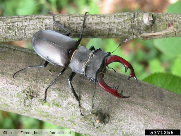 veliki rogač (<i>Lucanus cervus</i>)