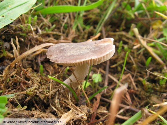 Hygrocybe canescens