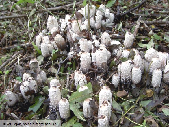 Coprinus comatus