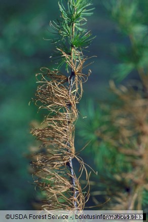 <i>Hypodermella laricis</i> na <i>Larix occidentalis</i>