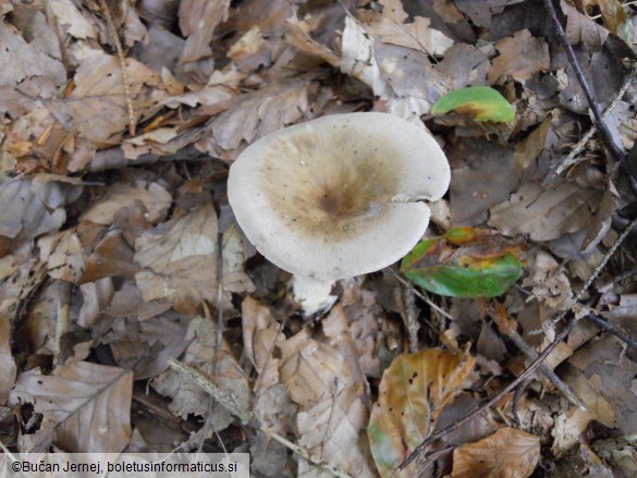 Clitocybe clavipes