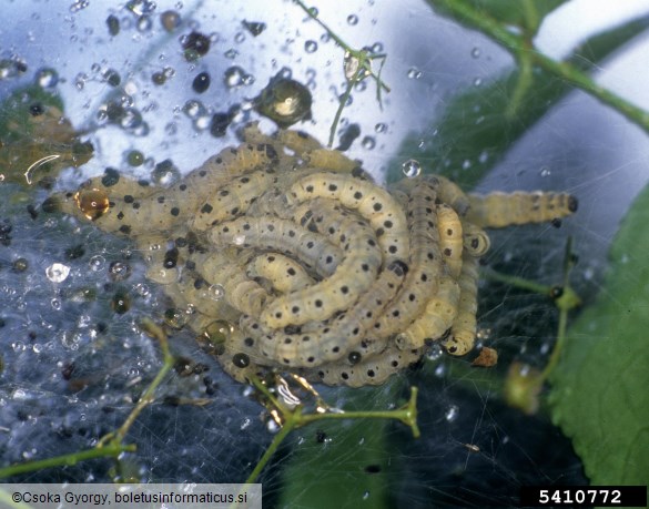 čremsov zapredkar (<i>Yponomeuta evonymella</i>) na <i>Euonymus</i> spp.