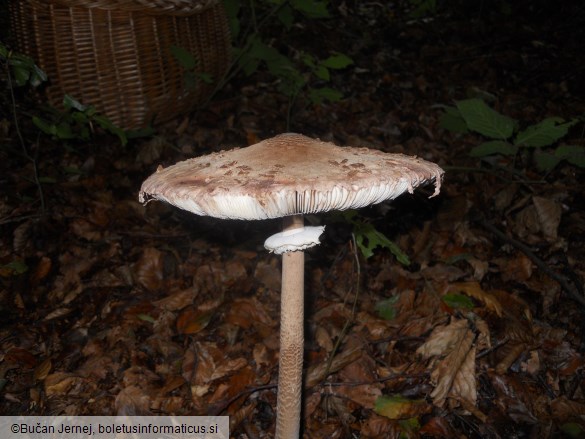 Macrolepiota procera