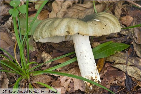 Russula heterophylla