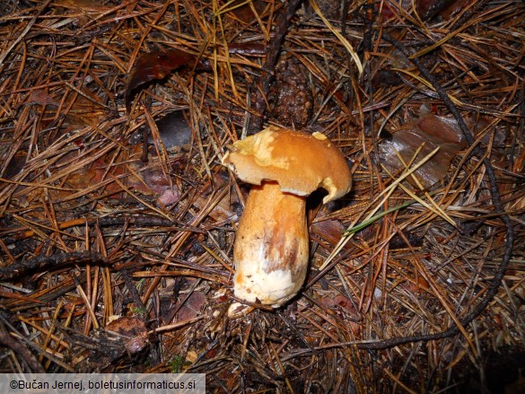 Suillus variegatus