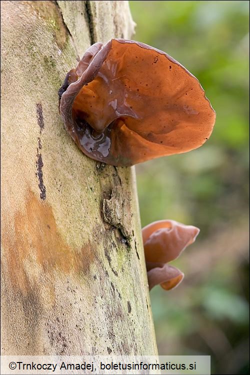 Auricularia auricula-judae