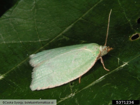 zeleni hrastov zavijač (<i>Tortrix viridana</i>)