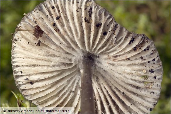 Mycena polygramma