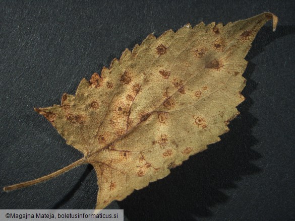 Puccinia salviae 