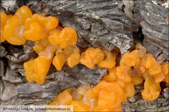 Dacrymyces chrysospermus