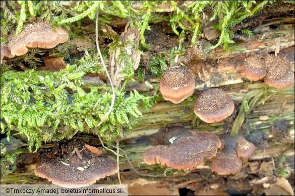 Lentinellus ursinus