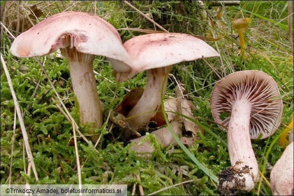 Hygrophorus erubescens