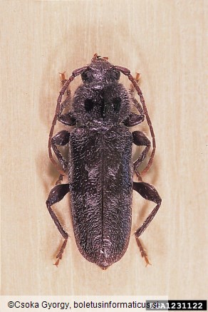 hišni kozliček (<i>Hylotrupes bajulus</i>)