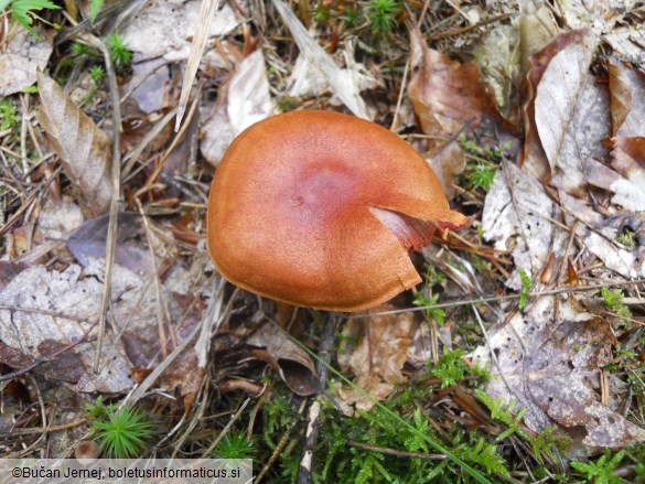 Cortinarius semisanguineus