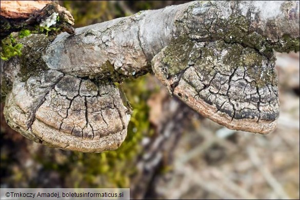 Phellinus pomaceus