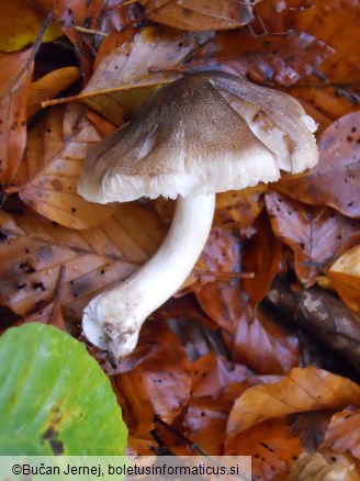 Tricholoma saponaceum