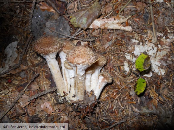 Armillaria ostoyae