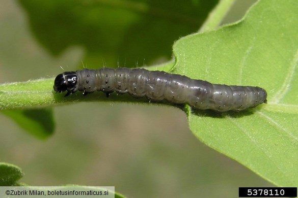 zeleni hrastov zavijač (<i>Tortrix viridana</i>) na <i>Quercus</i> spp.