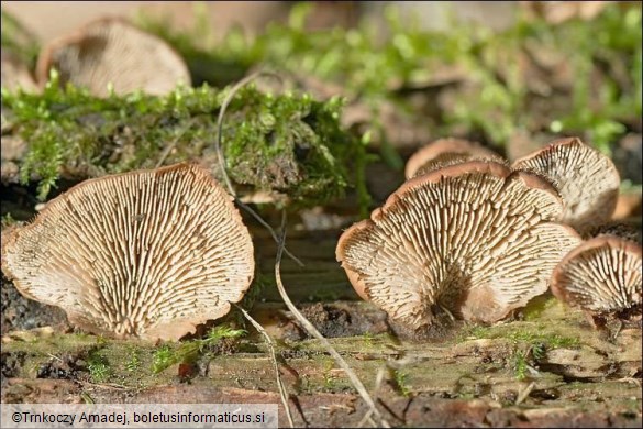 Lentinellus ursinus