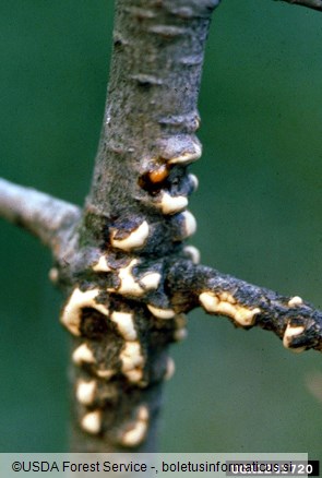 mehurjevka zelenega bora ali ribezova rja (<i>Cronartium ribicola</i>)