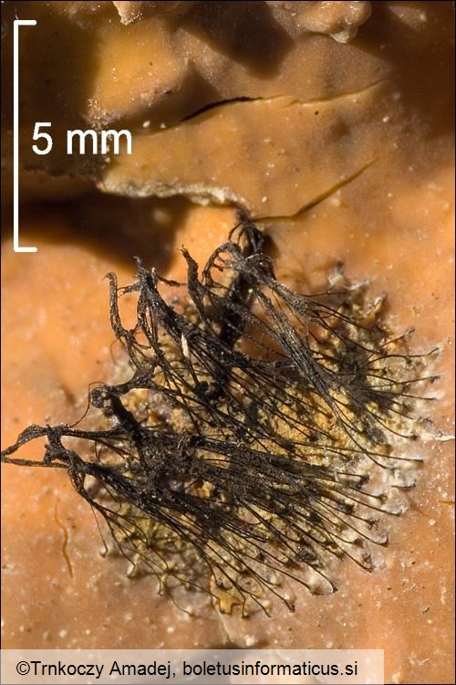 Stemonitis spp.