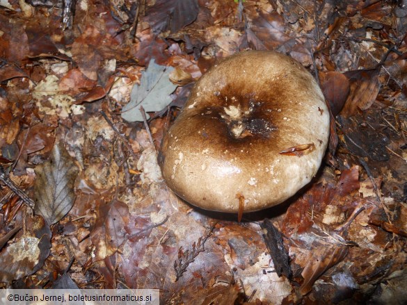 Russula nigricans