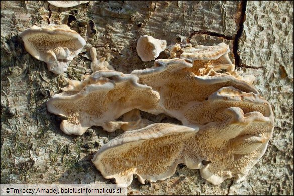 Trametes ochracea