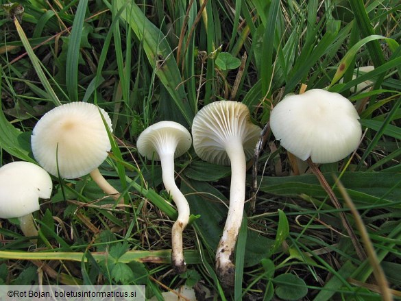 Hygrocybe russocoriacea